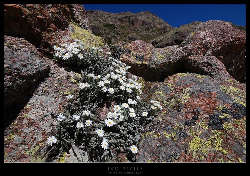 07-Helichrysum frigidum nella valle del Golo