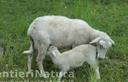 03-Le pecore plezzane di Kasper Nickles