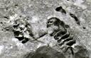 08-Fossili nel ghiaione del monte Cucco