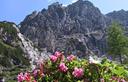 20-Rododendro irsuto all'Alpe Moritsch
