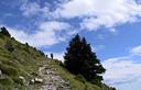 08-Piccoli abeti rossi lungo il sentiero che sale verso il monte Osternig