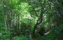 18-Tratto nel bosco lungo il Troi di San Pieri