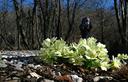 05-Fioritura di primula comune sulle pendici del monte Cumieli