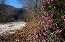 05-Fioritura di erica lungo la pista forestale per malga Amula