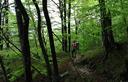 15-Bosco di faggio alle pendici del monte Uarchec