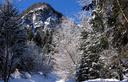 01-Il bosco della Val Bruna con la neve ancora sugli alberi