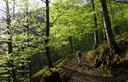 04-Bosco di faggio in aspetto primaverile presso Badiuz