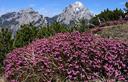 21-Tappeti di erica in vetta al monte Cimadors