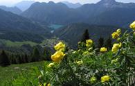 Monte Pieltinis da Sauris di Sopra