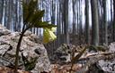 03-Dentaria a nove foglie nei boschi del Cansiglio Orientale