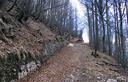 19-Faggeta lungo la Strada degli Alpini