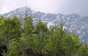 09-Faggi sullo sfondo del monte Teverone