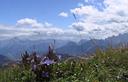 16-Genzianella delle Dolomiti sulla vetta del monte Osternig