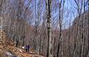 26-Bosco di faggio alle pendici del monte Consavont