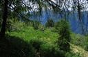 25-Bosco rado di conifere alle pendici del monte Vacca