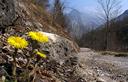 16-Fioritura di farferugine in val Feron