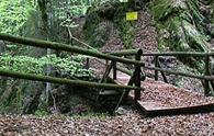 Foresta di Chiaula - panorama parziale del bosco