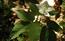 Anemone (Anemone trifolia). Tipica fioritura primaverile del ...