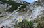 Pulsatilla alpina nell'alto Cjariguart