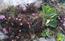 Rododendro nano e Orecchia d'orso