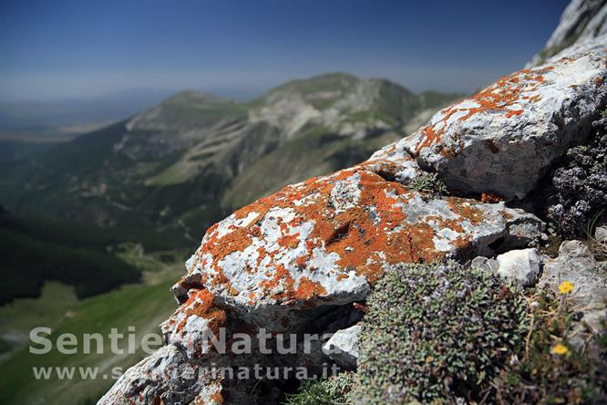 10-Licheni colorati sulla cresta del Pizzo Berro