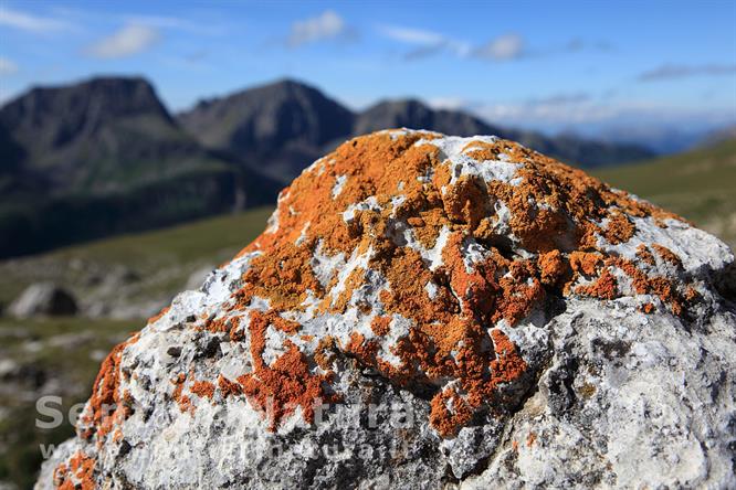02-I licheni colorati sui prati di Campagnaccia