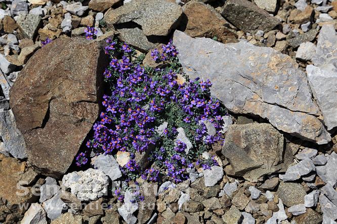 21-Tappeto di Linaria alpina sulla Cima di Costabella