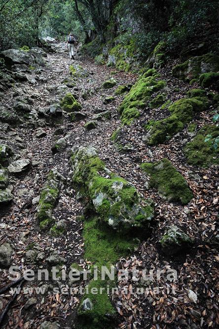 03-I muschi ricoprono piante e rocce