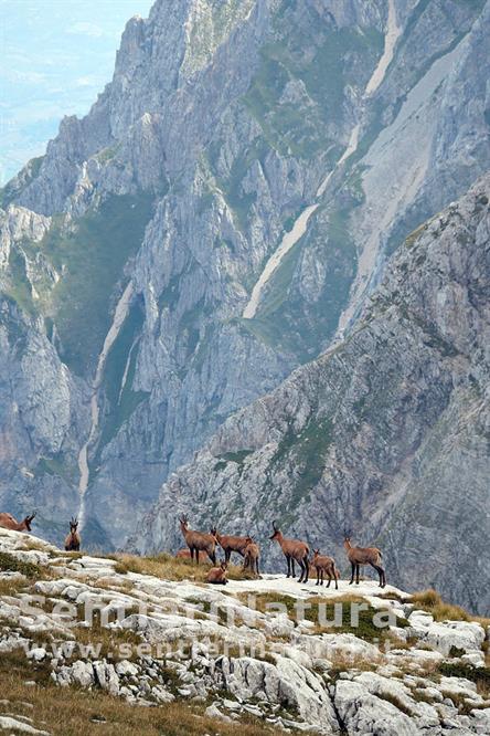 05-Camosci appenninici alle pendici del monte Prena