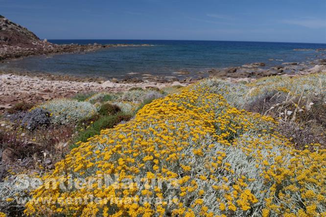 05-Le colorate fioriture di santolina sullo sfondo del mare