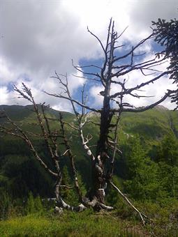 Arriviamo quindi alla minuscola vetta del Col della Varda (2012 metri), caratterizzata da un albero scheletrito e da un ottimo belvedere sulla Catena Carnica Principale, attraversata dal percorso di cresta della relativa Traversata.<br />