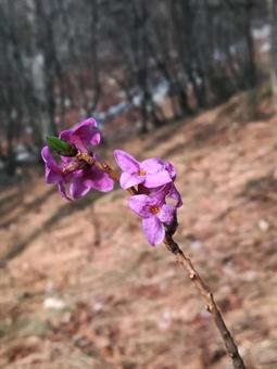 Daphne mezereum in fiore, un pò di colore nell'uniformità del bosco invernale.